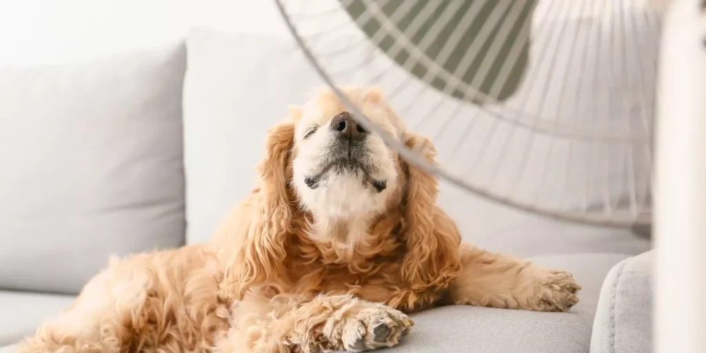 What Are the Best Cooling Products for Pets in Hot Outdoor Conditions? What Are the Best Cooling Products for Pets in Hot Outdoor Conditions?