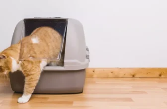 How Can Smart Litter Boxes Make Pet Care More Convenient?