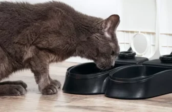How Can Smart Pet Feeders Help You Control Portion Sizes and Meal Times?