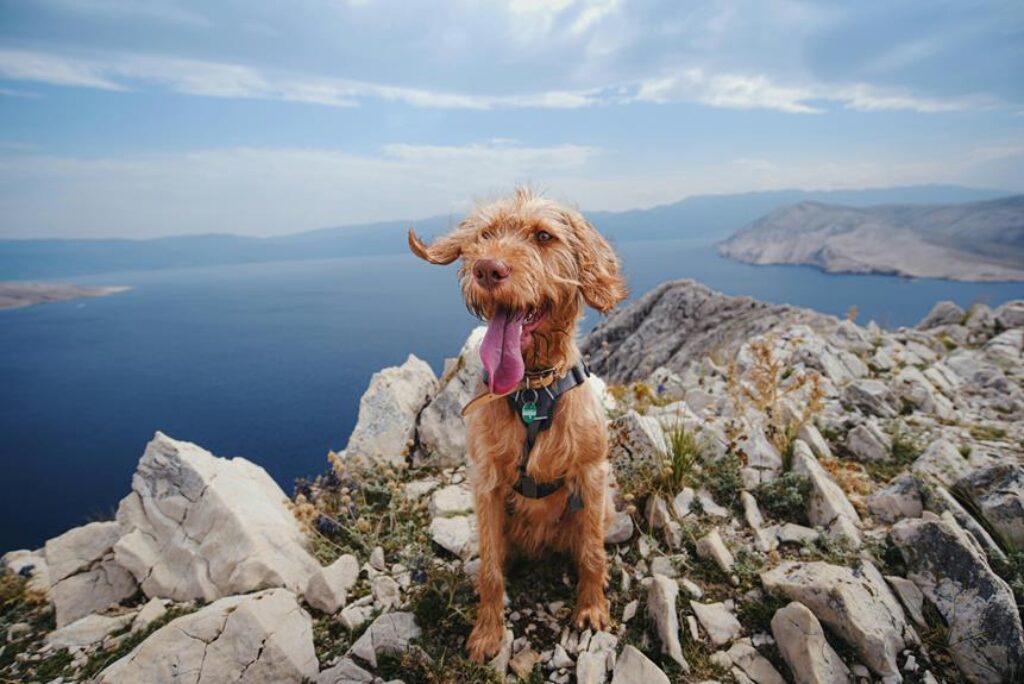 Best Outdoor Pet Harnesses for Hiking and Exploration Best Outdoor Pet Harnesses for Hiking and Exploration