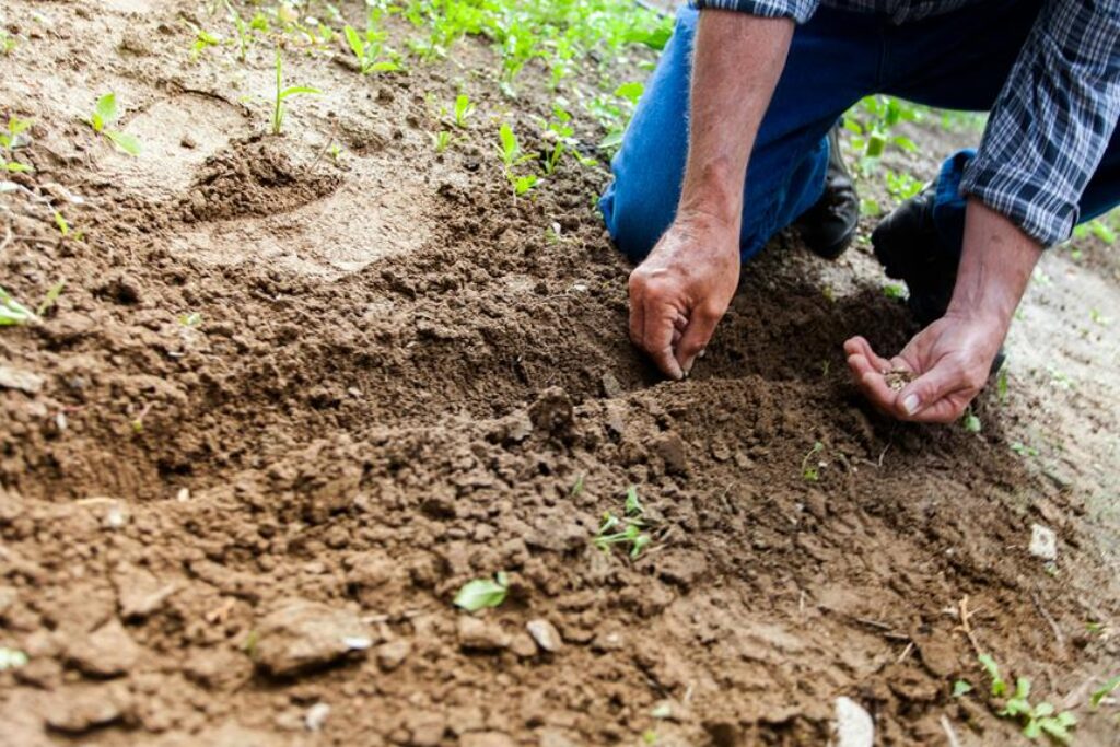 How to Create a Sustainable Organic Garden How to Create a Sustainable Organic Garden