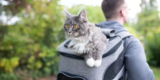 What Are the Best Outdoor Pet Backpacks for Carrying Small Pets?