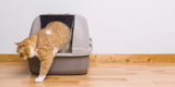 How Can Smart Litter Boxes Make Pet Care More Convenient?